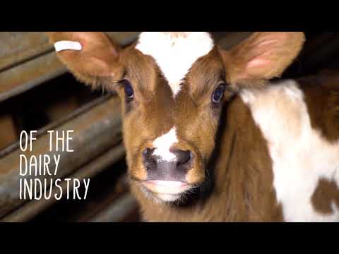 You Won't Believe How The Dairy Industry Treats Calves