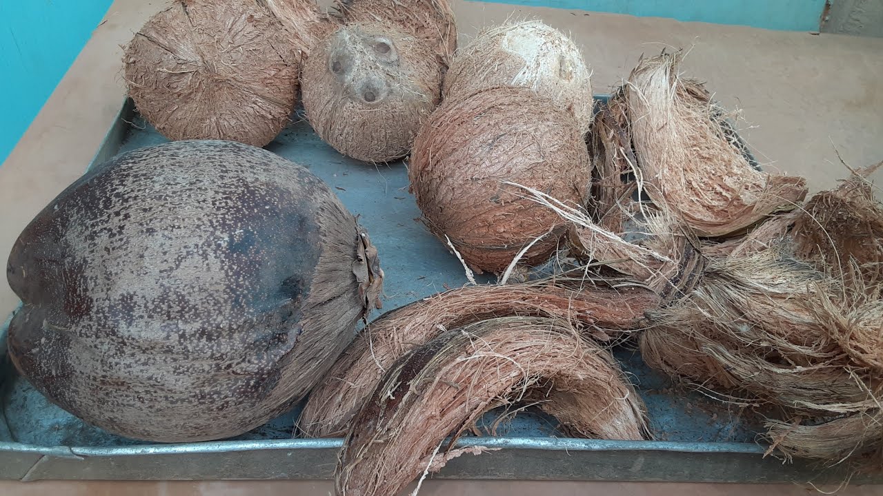 How  to husk a coconut easily  | Remove the husk from a dry coconut with me