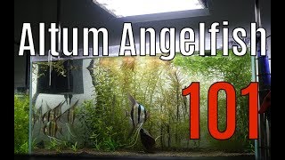 🔥 How to Keep Altum Angelfish 101 The Basics 4K screenshot 4