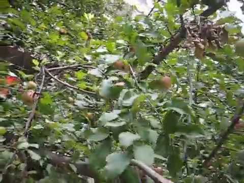 Видео: Информация за планинската ябълка - Научете как да отглеждате планински ябълки