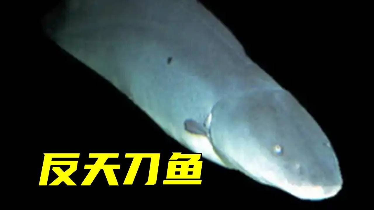 挑战养100种鱼之反天刀,传说这种鱼的咬合力堪比食人鱼,事实究竟如何一起来看看吧!【鲁伟学长】 - YouTube