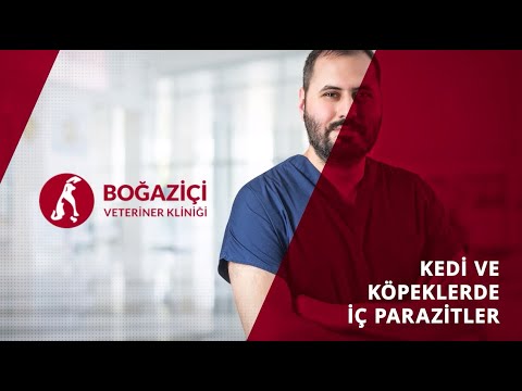 Video: Köpeklerde Parazit Enfeksiyonu (Babesiosis)