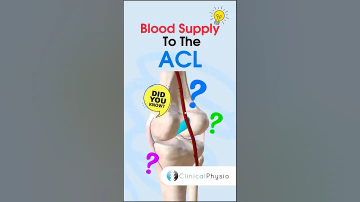 ACL Blood Supply #physiotherapy #physicaltherapy #acl #kneeinjury