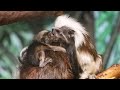 Cotton-top tamarian twins born at Lake Superior Zoo