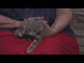 Meet our Pet of the Week: A 2-month old kitten named Bell Pepper