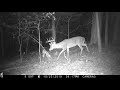 Trail Cam Video, Arkansas Public Land, Part 2