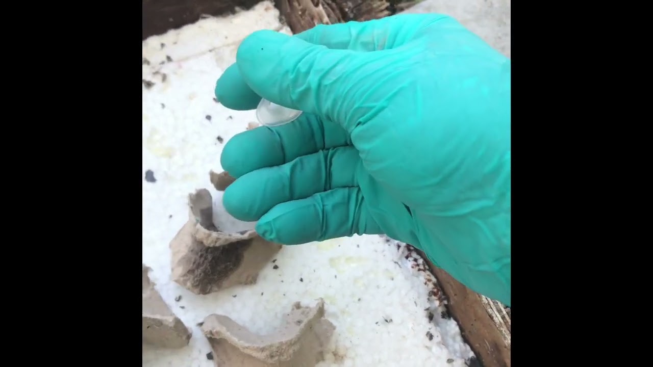 Arıcılık Varroa mücadelesi amitraz, Kenaz