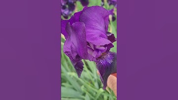 #SHORTS Ở ĐỨC NHIỀU HOA LẠ #KHANH NGUYEN CUỘC SỐNG ĐỨC