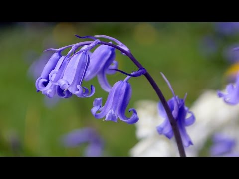 Video: Zvonek – květina ve vaší zahradě
