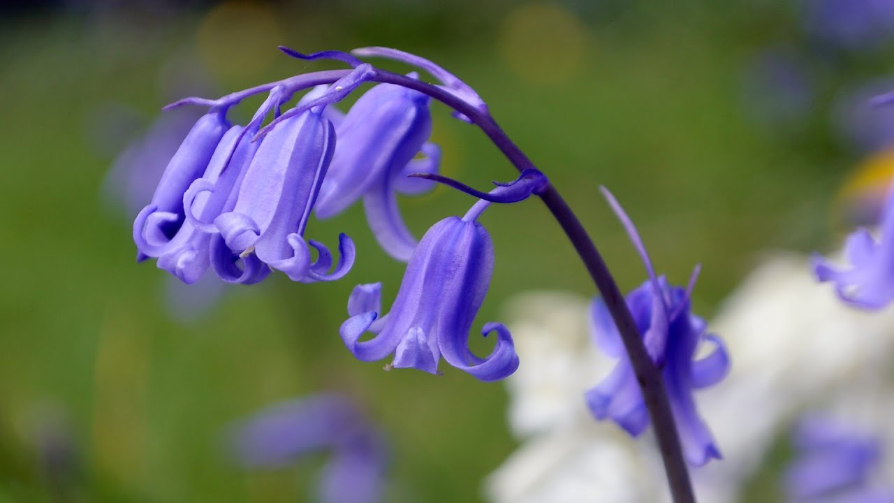 Bluebells The Flower Of May Youtube