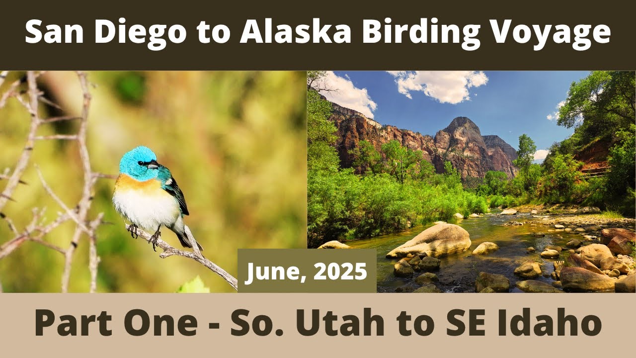 San Diego to Alaska Birding Adventure - Part 1 - San Diego to SE Idaho