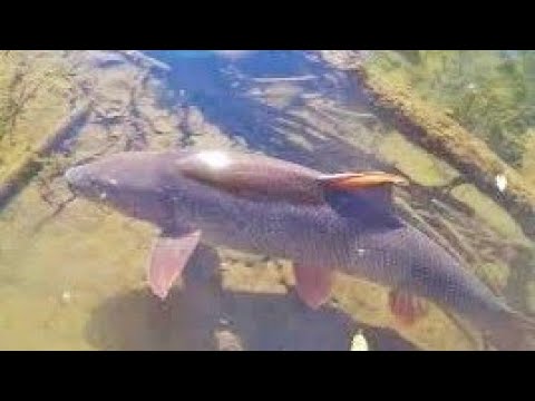 BARBO 11lb in diretta - YouTube