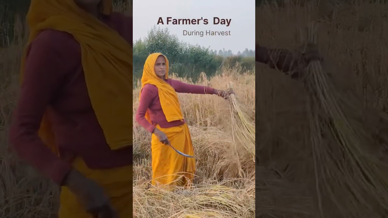 Mithila’s Golden Fields in December 🌾
