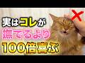 実はコレが大好き！撫でる以上に愛猫が嬉しい気持ちになれるコト13選