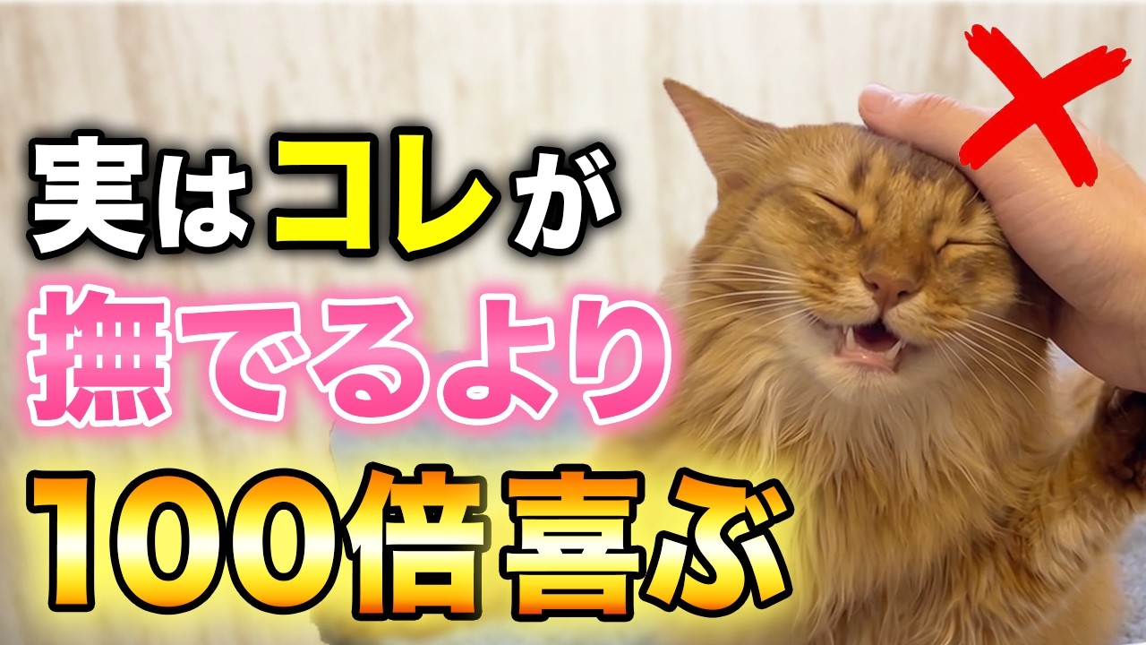 実はコレが大好き！撫でる以上に愛猫が嬉しい気持ちになれるコト13選
