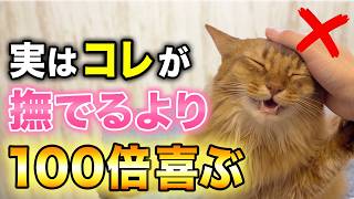 実はコレが大好き！撫でる以上に愛猫が嬉しい気持ちになれるコト13選