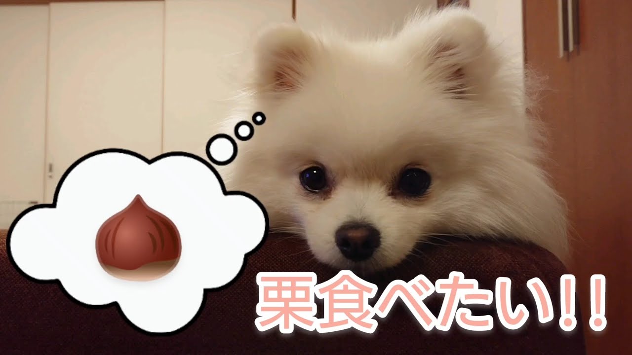 ポメラニアンのパール Vol 18 パーちゃん 秋の味覚 栗を食べる かわいい 癒し 犬 Pomeranian Youtube