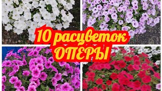 10 РАСЦВЕТОК!!! ПЕТУНИЯ СЕРИЯ ОПЕРА РАСКАЖУ ПЛЮСЫ И МИНУСЫ. август 2023 год