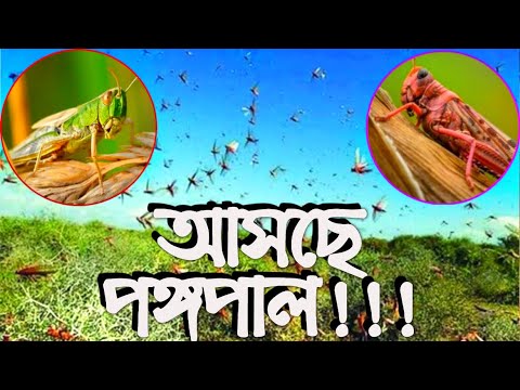 ভিডিও: কীভাবে কোনও ঘাসফড়িংকে চিনতে এবং পঙ্গপাল থেকে আলাদা করতে হয়