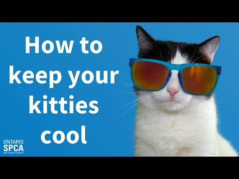 8 Tips to Keep your Kitties Cool!