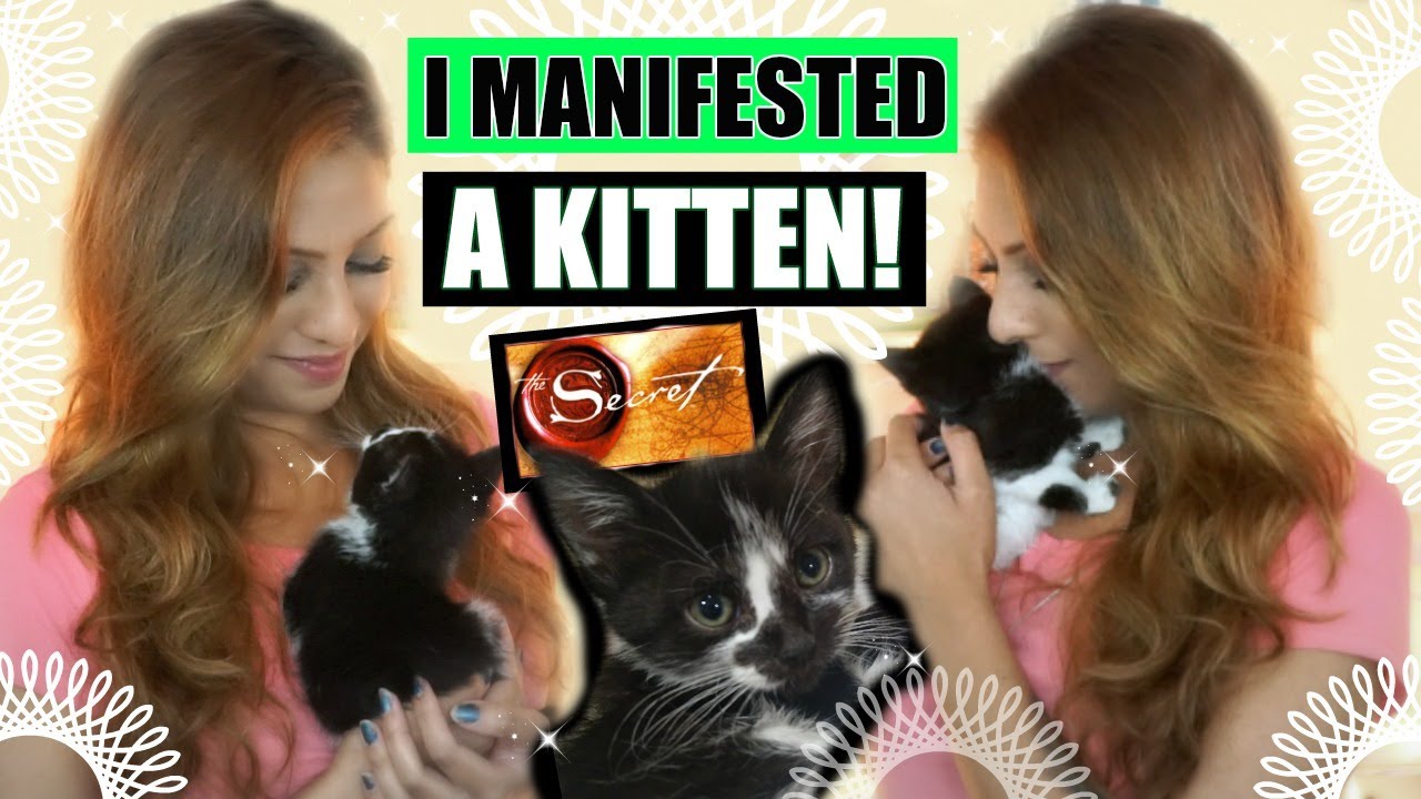 I MANIFESTED A KITTEN! │ LAW OF ATTRACTION MANIFESTATION STORY ♥ - YouTube