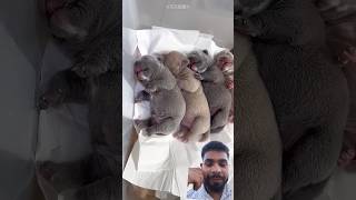 Doctor Help Dog Become A Mom#shorts #viral