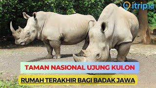 Ujung Kulon National Park: Home of the Javan Rhino and a Natural Wonder of Indonesia