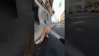Drone vs Cat 💦🐱#shorts #ai #aivideo #cat #drone #dronepov #chase #action #funny #cinematic #viral