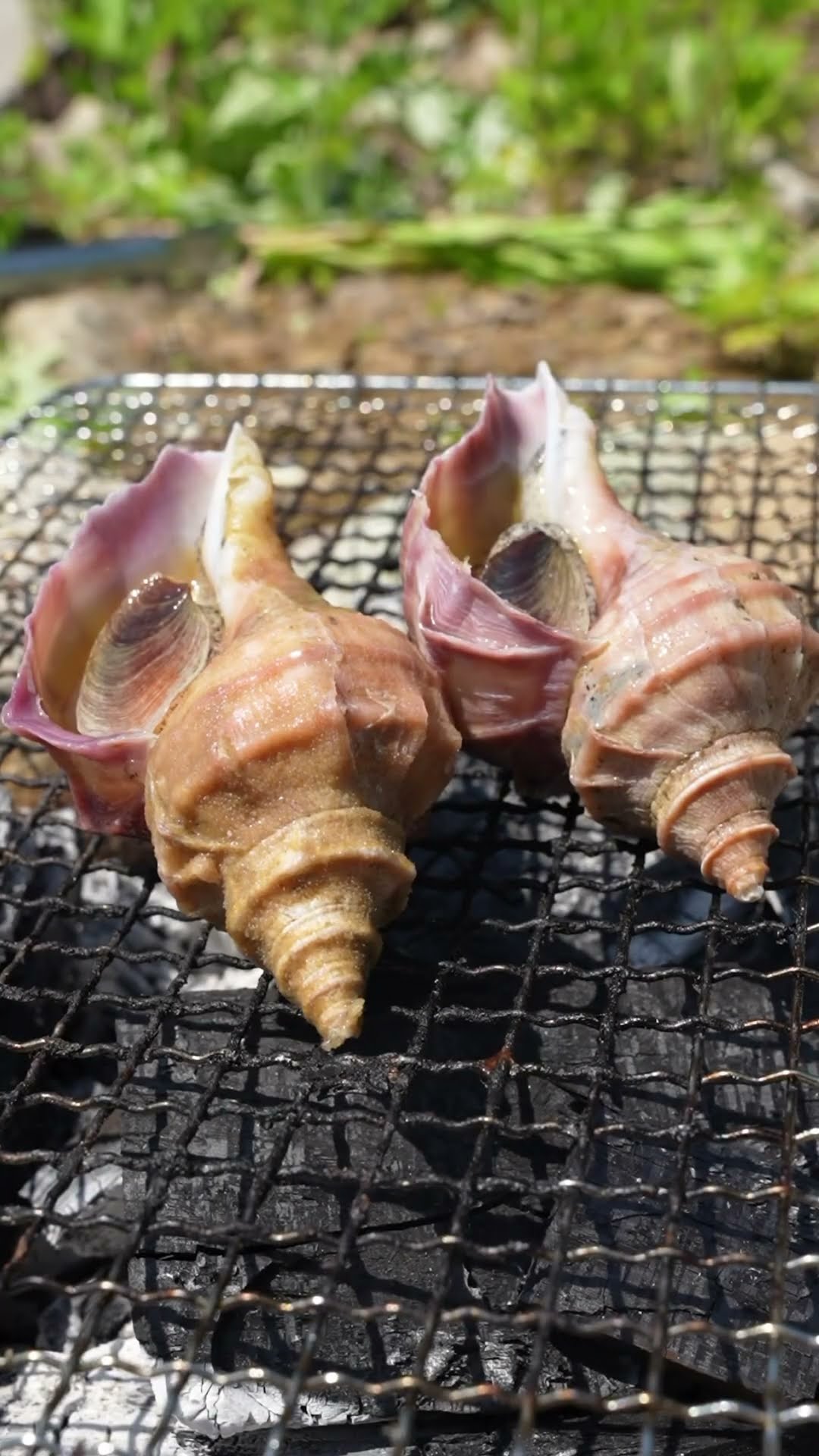 The whelks you eat in the mountains are so delicious!!