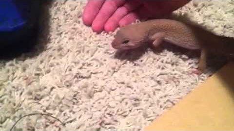 Leopard gecko review  (Murphy Patternless)