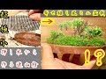 挿し木から作る！超極小寄せ植え風連山ヒノキのミニ盆栽の作り方！How to create a bonsai 盆栽 小品盆栽 豆盆栽 ミニ盆栽