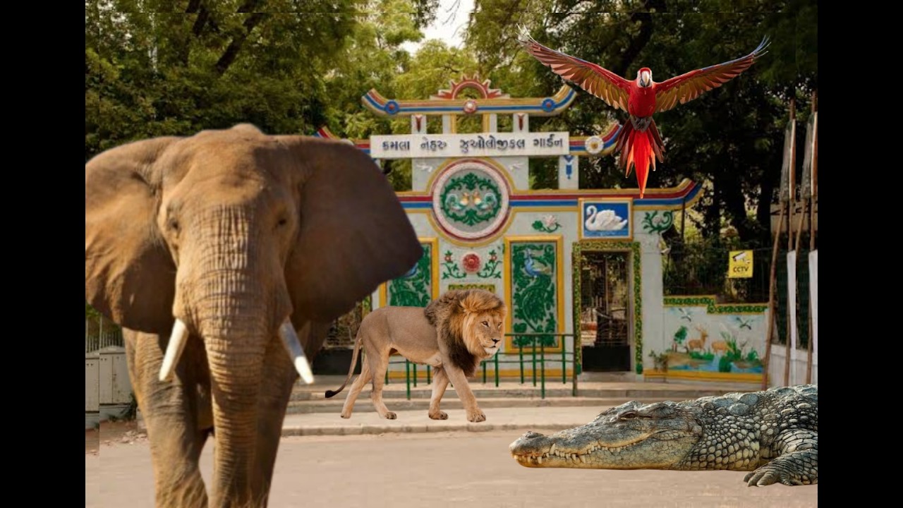 Kamla Nehru Zoological Garden | Kankaria zoo | Sahil Jodha Vlogs | Tour & Daily Vlog #gujrat