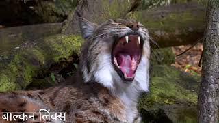 Bobcat vs Lynx - Lynx Hindi Documentary 4k