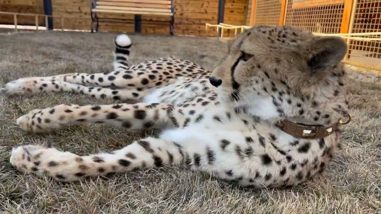 Гепард кувыркается на траве! Счастливая Герда!