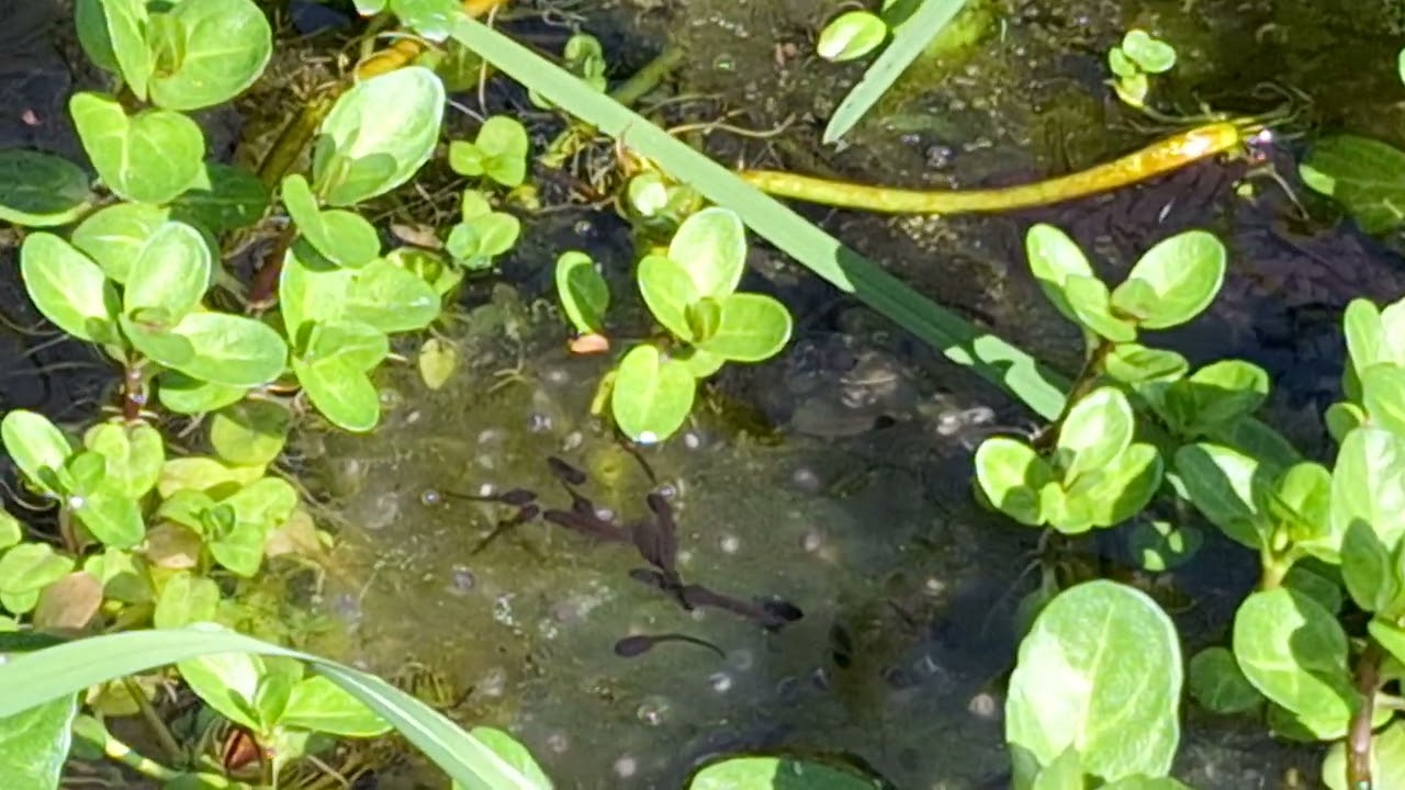Frog Tadpoles, Cranleigh, Surrey