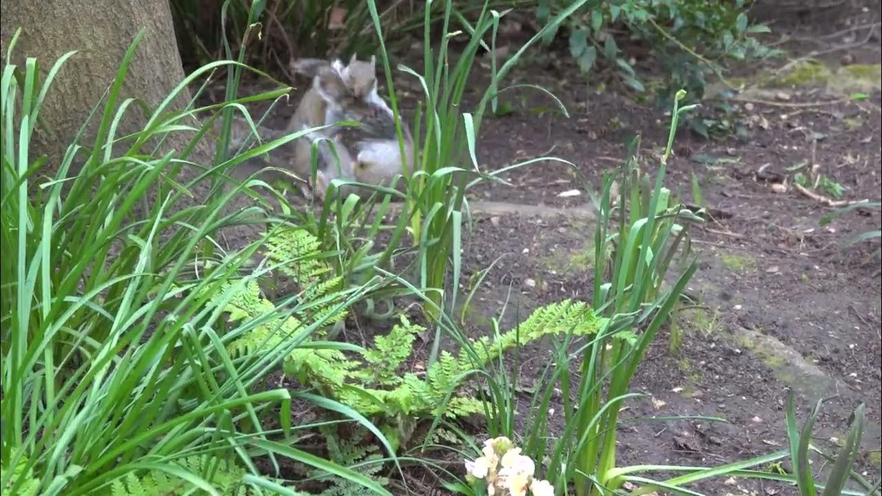 Squirrels' rough courtship YouTube