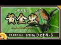 黄金虫(♬コガネムシは金持ちだ)【合唱】byひまわり×5🌻|歌詞付き