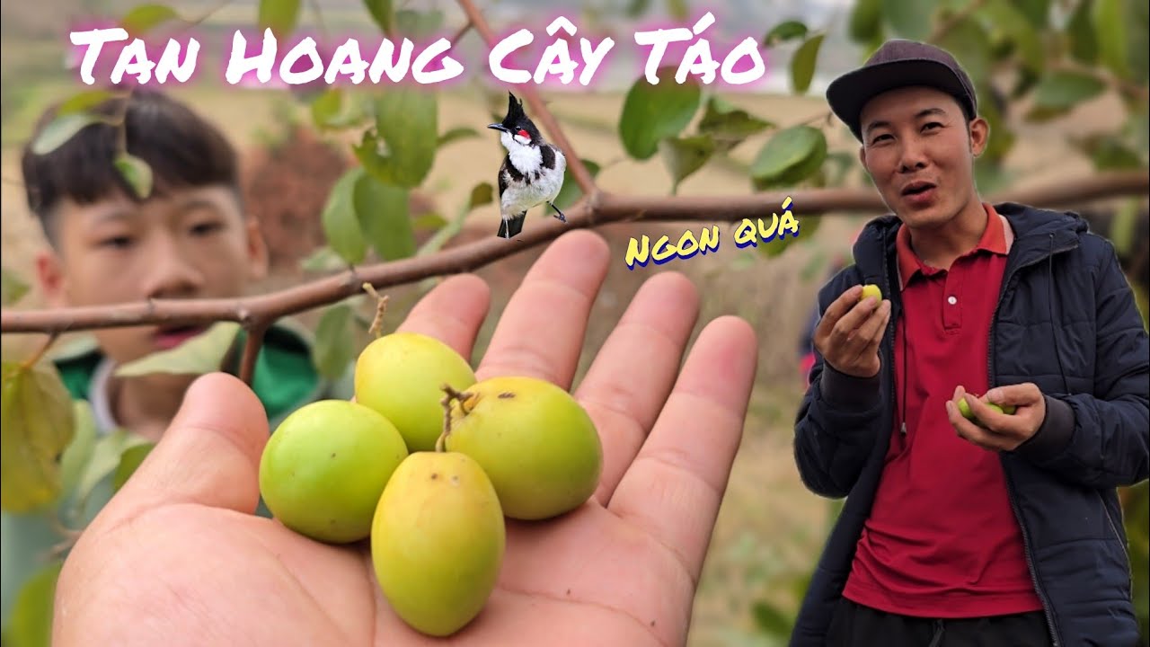 Cây Táo A Quế Nghịch Bất Đã Tan Hoang Hết Rồi   / Nhân Tạ Mốt