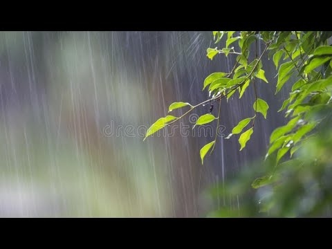 Rain Video ( WhatsApp Rain Status ) Barish Status || Feel The Rain || Sun Sathiya Mahiya Rain Status