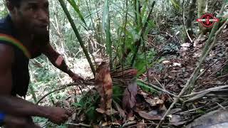 BERBURU BABI | JERAT DI HUTAN PAPUA