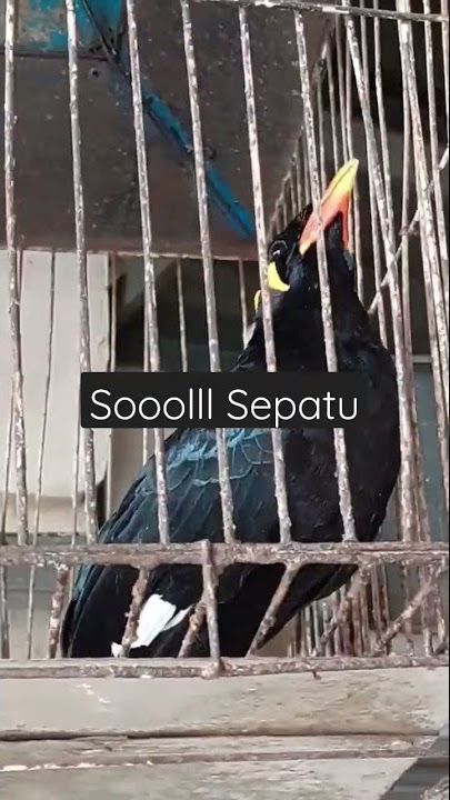 Sool Sepatu #shorts #parrot #burungbeogacor