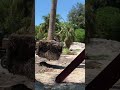 Pulling a 70 royal palm with a cranelarge trees and palms planted and transplanted