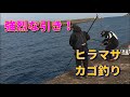 #ヒラマサ釣り#カゴ釣り＃遠投カゴ　ヒラマサ釣り島根県浜田港（2020年11月22日）