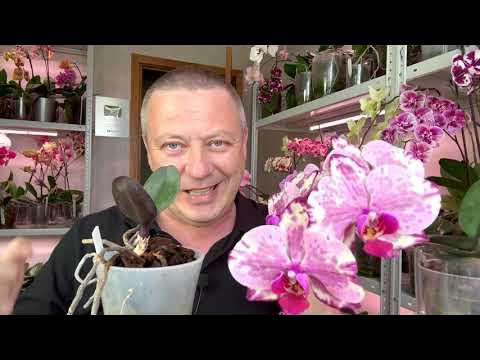 Баба Яга порно мультфильмдер орыс тілінде