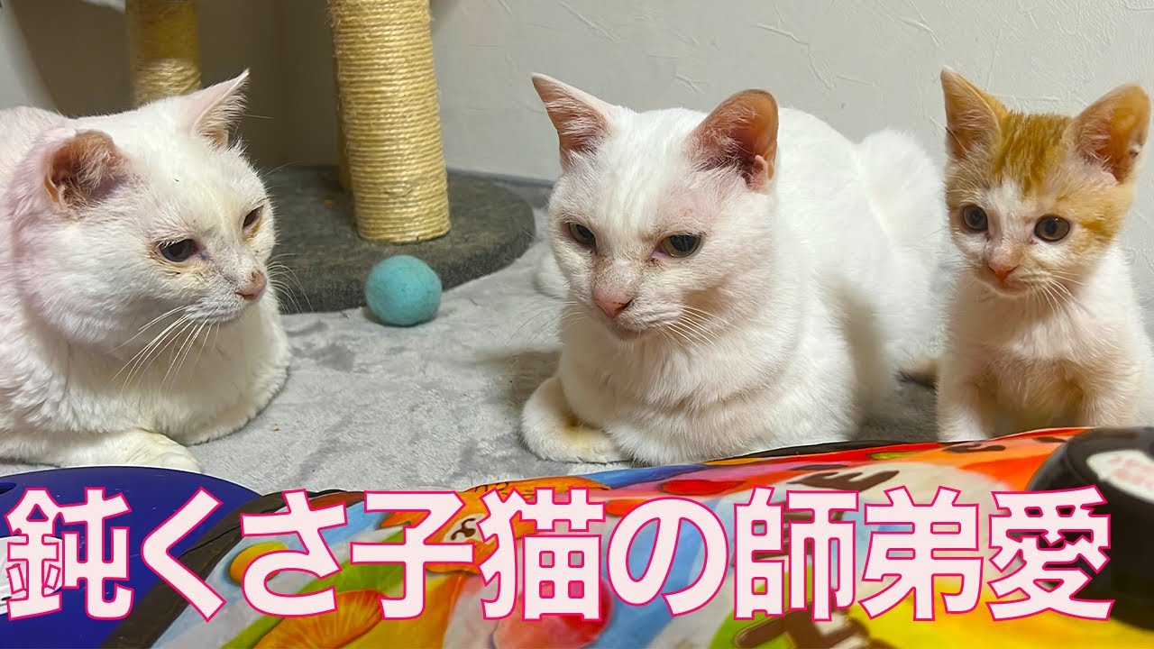 †癒漓猫†③ 鈍くさ子猫、巣立ち直前の猫師弟愛 The kitty's Master-disciple love