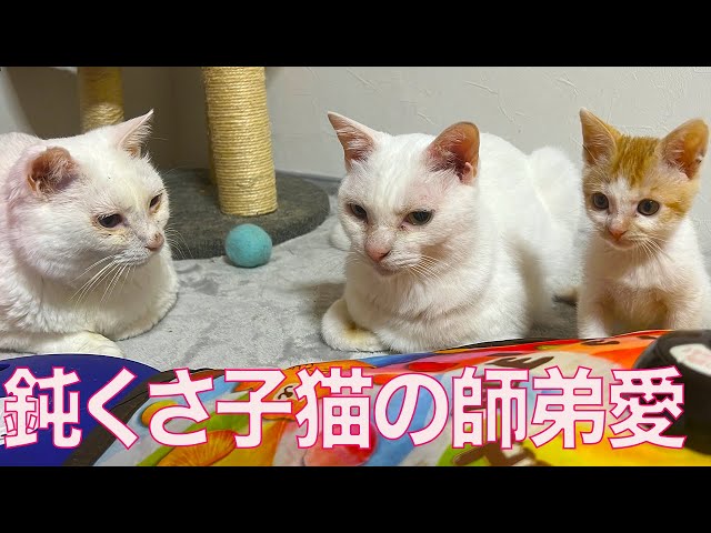 小学館 - 開運！愛猫（うちのこ）の命名事典 グラフィック社