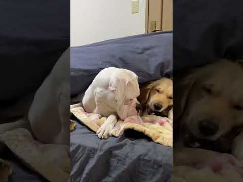 仲良くガシガシ🐶ゴールデンレトリバー ボクサー犬