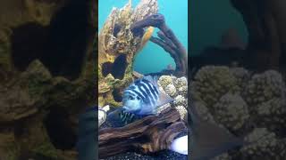 Fish Relax _Aquarium