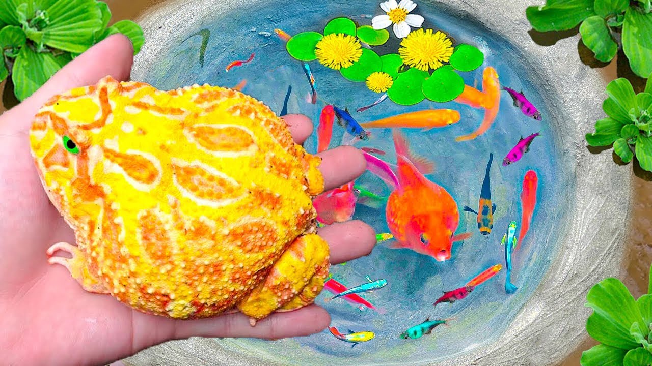 Catching Pacman Frogs In Small Pond, Red Leon Fish, Rainbow Fish ...