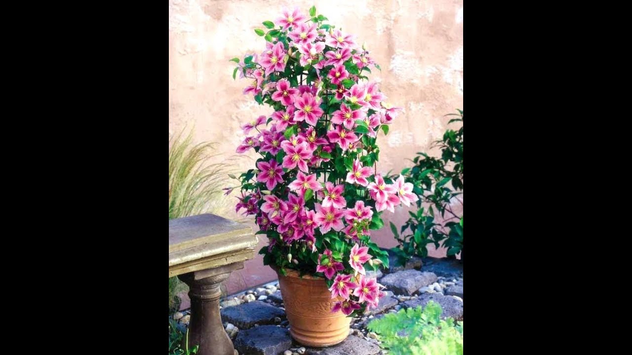 КЛЕМАТИСЫ В КОНТЕЙНЕРАХ как правильно выращивать